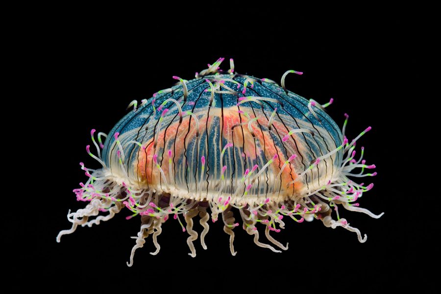 Flower Hat jelly, Monterey Bay Aquarium, California